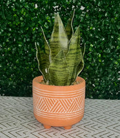 PBK Terra Cotta Succulent